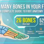 Infographic is showing that How Many Bones in Your Feet? Complete Guide